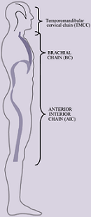 Anterior Interior Chain (AIC)